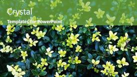  Presentation with golden yellow - Presentation theme consisting of ilex-crenata-kinmetuge-japanese-holly background and a seafoam green colored foreground