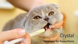  Presentation with cat dog - Presentation enhanced with ill dog - cat doctor background and a coral colored foreground