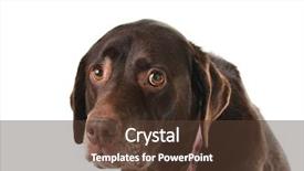  Presentation with old dog - Cool new PPT theme with ill dog - sad and lonely looking old backdrop and a tawny brown colored foreground