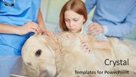  Presentation with sick dog - Slide deck enhanced with ill dog - sick animal background and a soft green colored foreground