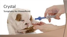  Presentation with english bulldog - Presentation design enhanced with ill dog - veterinary care - english bulldog background and a white colored foreground