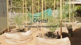  Presentation with cannabis - Colorful PPT theme enhanced with illegal cannabis grow in california backdrop and a coral colored foreground