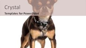  Presentation with chronical illness - Cool new slide deck with illness chihuahua with one eye less standing against white background backdrop and a coral colored foreground