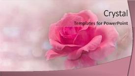  Presentation with pink rose - Audience pleasing PPT theme consisting of color triangular flags with white backdrop and a tawny brown colored foreground