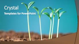  Presentation with seedling - Colorful slide set enhanced with illustrating concept of new life backdrop and a teal colored foreground