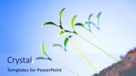  Presentation with green life - Colorful presentation enhanced with illustrating concept of new life backdrop and a light blue colored foreground