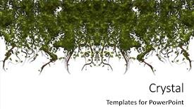  Presentation with vine - Presentation theme with illustration of ivy or vine background and a  colored foreground