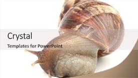  Presentation with snail - Theme featuring illustration of snail on white background and a soft green colored foreground