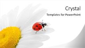  Presentation with chamomile - Audience pleasing slide deck consisting of red letters with santa hat on white snow as christmas card french word noel means christmas snowy scenery and atmosphere rustic vintage wooden background backdrop and a gray colored foreground