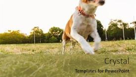  Presentation with beagle dog - Cool new PPT theme with image-closeup-of-brown-beagle backdrop and a gold colored foreground