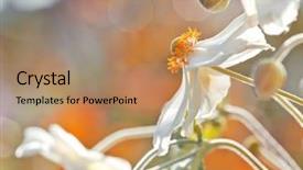  Presentation with pollen - Theme enhanced with image of a anemone flowers background and a coral colored foreground