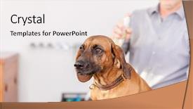  Presentation with grooming dog - Presentation theme enhanced with image of a bavarian welding background and a white colored foreground