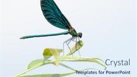  Presentation with dragonfly - Presentation design with image-of-a-beautiful-dragonfly background and a sky blue colored foreground