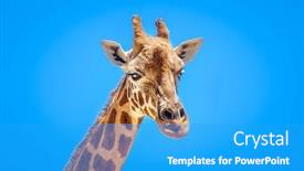  Presentation with blue sky - Amazing PPT theme having image-of-a-beautiful-giraffe backdrop and a teal colored foreground