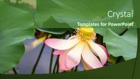  Presentation with lotus blossom - Presentation theme consisting of image of a beautiful lotus flower blossom in the garden pond background and a forest green colored foreground