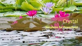  Presentation with garden pond - Slide deck with image of a beautiful pink background and a tawny brown colored foreground