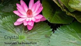  Presentation with garden pond - Colorful PPT theme enhanced with image of a beautiful pink backdrop and a seafoam green colored foreground