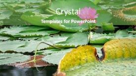  Presentation with garden pond - Audience pleasing PPT theme consisting of image of a beautiful pink backdrop and a seafoam green colored foreground