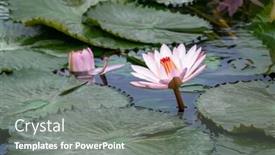  Presentation with garden pond - Slide set featuring image of a beautiful pink background and a gray colored foreground