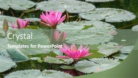  Presentation with garden pond - PPT theme featuring image of a beautiful pink background and a gray colored foreground