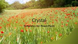  Presentation with poppy - Presentation design featuring image of a beautiful poppy background and a yellow colored foreground