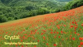  Presentation with cannabis marijuana field - Amazing theme having image of a beautiful poppy backdrop and a tawny brown colored foreground