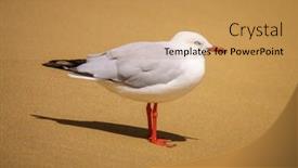  Presentation with seagull - Beautiful presentation theme featuring image-of-a-beautiful-seagull backdrop and a yellow colored foreground