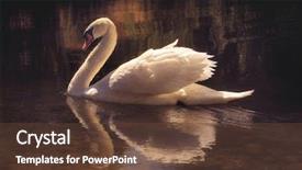  Presentation with vintage retro - PPT layouts consisting of image of a beautiful swan background and a tawny brown colored foreground