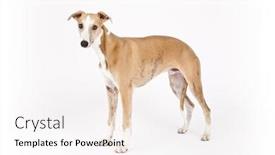  Presentation with dog - PPT layouts with image of a beautiful whippet dog on white background background and a white colored foreground