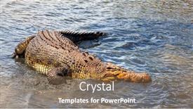  Presentation with crocodile - Cool new PPT layouts with image of a big australian crocodile backdrop and a violet colored foreground