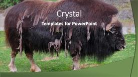  Presentation with bison - Beautiful theme featuring image-of-a-bison backdrop and a tawny brown colored foreground