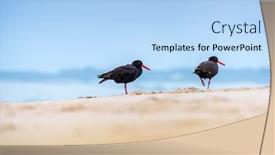  Presentation with south beach - PPT theme featuring image-of-a-black-oystercatcher background and a light blue colored foreground