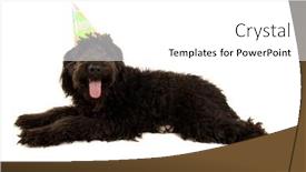  Presentation with poodle - 