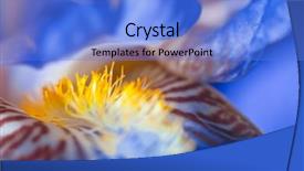  Presentation with iris flower - Cool new slides with image of a blue iris backdrop and a cobalt blue colored foreground