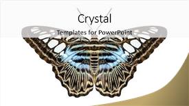  Presentation with tiger - Presentation theme featuring image of a blue tiger striped butterfly isolated on white background and a white colored foreground