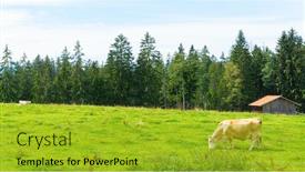  Presentation with microwave imaging image of modern - Slide deck featuring image-of-a-bright-cow background and a gold colored foreground