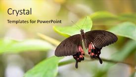  Presentation with butterfly colombia - PPT theme enhanced with image of a butterfly - parides background and a yellow colored foreground