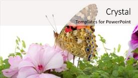  Presentation with butterfly - Slides with image of a butterfly sitting background and a white colored foreground