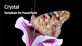  Presentation with butterfly - Slides enhanced with image of a butterfly background and a black colored foreground