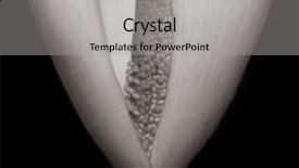  Presentation with calla - Slide deck enhanced with nice image of a calla background and a light gray colored foreground