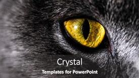  Presentation with cat - Audience pleasing PPT layouts consisting of image-of-a-cat-face backdrop and a dark gray colored foreground