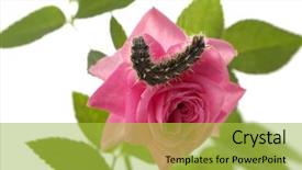  Presentation with caterpillar - Audience pleasing presentation theme consisting of sitting on a flower roses backdrop and a yellow colored foreground