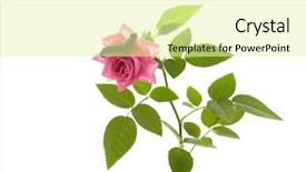  Presentation with caterpillar - PPT theme featuring image of a caterpillar sitting on a flower roses background and a blonde colored foreground