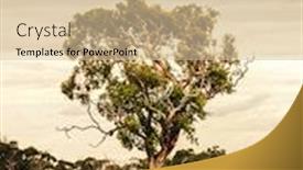 Presentation with eucalyptus - Presentation theme consisting of image-of-a-eucalyptus-tree background and a lemonade colored foreground