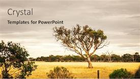  Presentation with australian - Presentation design with image-of-a-eucalyptus-tree background and a soft green colored foreground