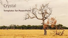  Presentation with australian - Theme having image-of-a-eucalyptus-tree background and a lemonade colored foreground