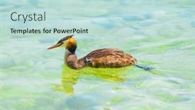  Presentation with duck - Presentation theme enhanced with image of a floating duck chomga background and a soft green colored foreground