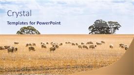  Presentation with sheep - Audience pleasing presentation design consisting of image-of-a-flock backdrop and a sky blue colored foreground