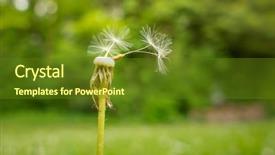 Presentation with shining blossom - Audience pleasing PPT theme consisting of image of a gone dandelion backdrop and a tawny brown colored foreground
