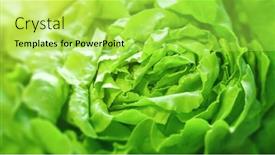  Presentation with lettuce - Presentation theme with image-of-a-green-lettuce background and a yellow colored foreground